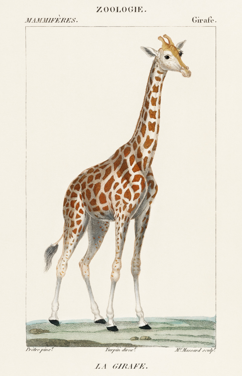 Giraffe Illustration by Pierre Jean Francois Turpin
